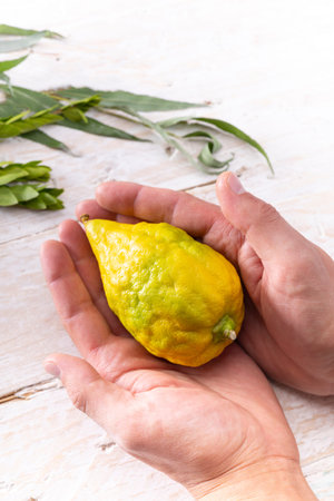 Man holding a ripe, yellow etrog fruit in a sukka. The Jewish Sukkot festival symbols. Part of the...