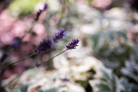 A purple garden flower on a sunny day. Lavender, close up and focus on a single flower, natural blurred background.の写真素材