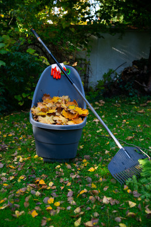 A container full of collected autumn leaves and a rake on a lawn during autumn garden works. Fall...