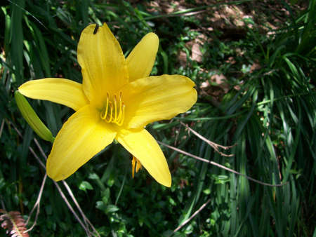 yellow fowerの写真素材