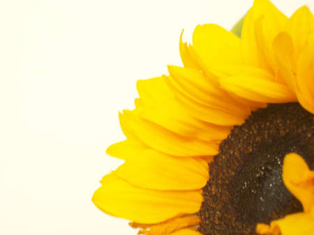 sunflowerの写真素材
