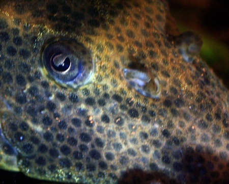 plecostemoの写真素材