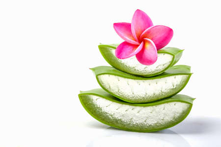 Aloe Vera fresh leaf isolated on white backgroundの写真素材