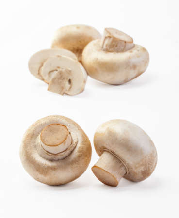 champignon mushroom on white backgroundの写真素材