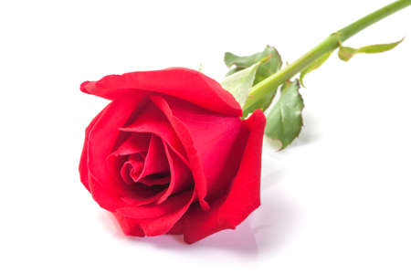 red roses  isolated on white backgroundの写真素材