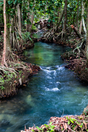 Beautiful bog forest, Beautiful Swamp forest, Krabi province, Thailand.の写真素材