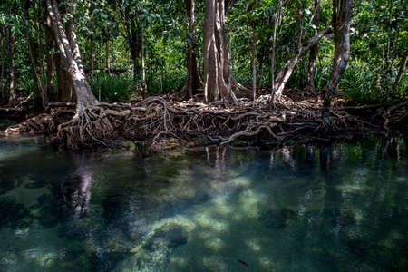 Beautiful bog forest, Beautiful Swamp forest, Krabi province, Thailand.の写真素材
