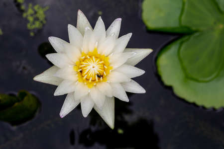 Beautiful view of single lotus in a water with leaves-Top viewの素材 [FY310184596375]