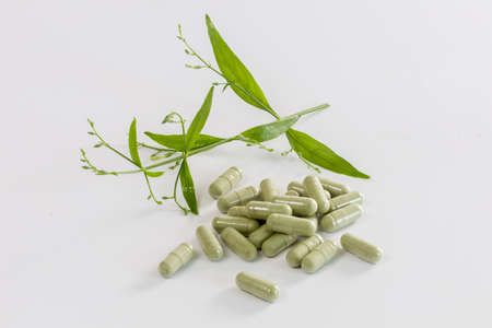 Andrographis paniculata powder,capsule and fresh andrographis paniculata herbal plant isolated on white background,の写真素材