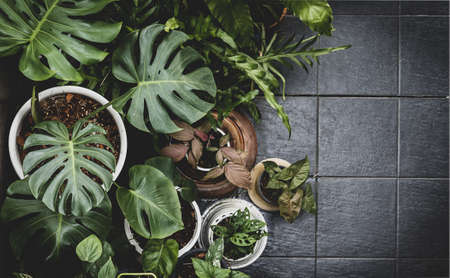 Tropical green leaves from above - overhead viewの写真素材