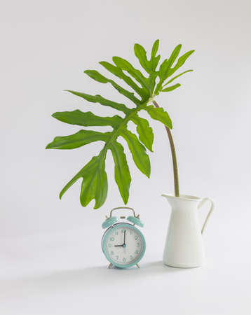 Interior image of white table with green plant over white wallの写真素材