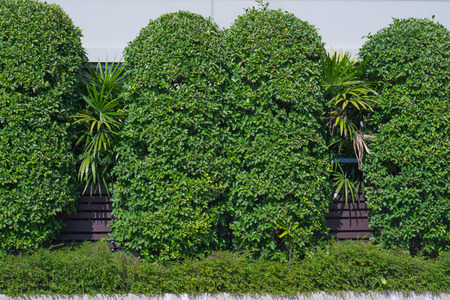 green wall garden.の写真素材