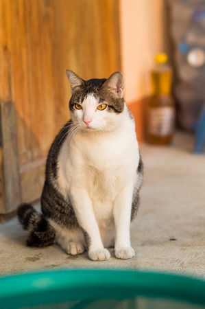Candid of thai cute cat.の写真素材
