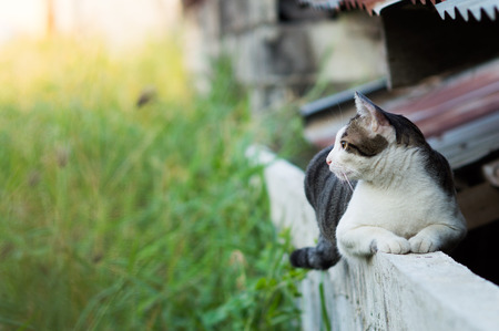 Candid of thai cute cat.の写真素材