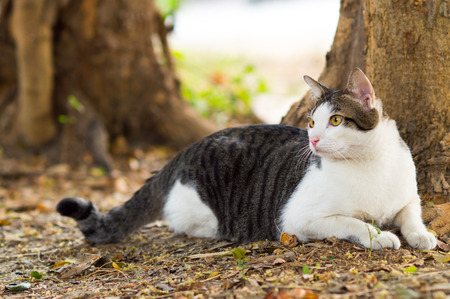 Candid of thai cute cat.の写真素材