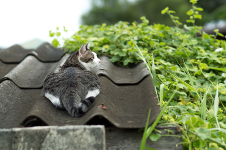 Candid of thai cute cat.の写真素材