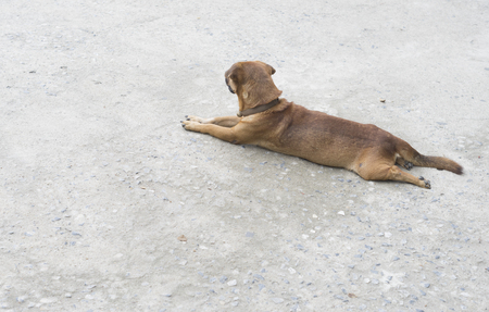Dog with cement floor.の写真素材