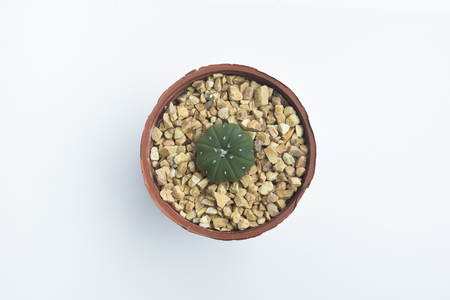 Top view of green cactus in plastic potto Isolated On White Background.の写真素材