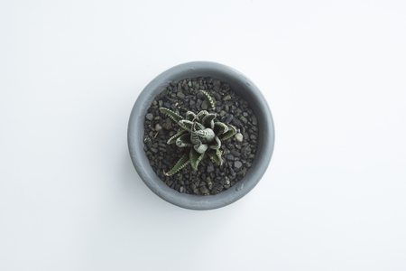Top view of Haworthia attenuata in gray potto Isolated On White Background.の写真素材