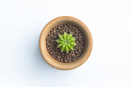 Top view of green cactus in potto Isolated On White Background.の写真素材