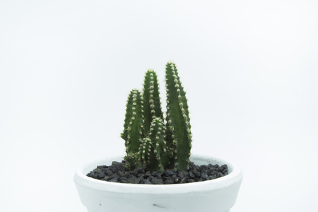 Cactus in potto Isolated On White Background.の写真素材
