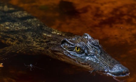 Crocodile in waterの写真素材