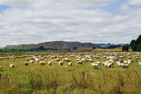 sheep flock on meadowの写真素材
