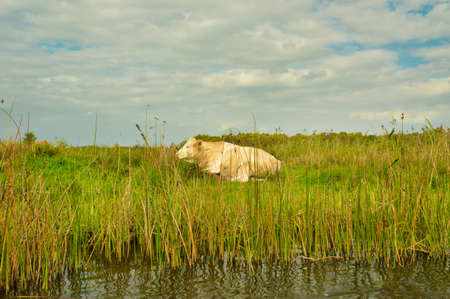single cow resting in grass next to coastline in Giethoorn, Netherlandsの写真素材