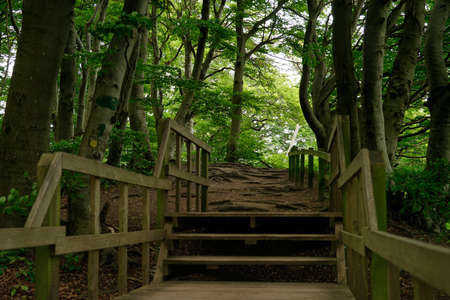 wooden staircase in forest on Mons klint, Mon Island, Denmark, Europeの写真素材