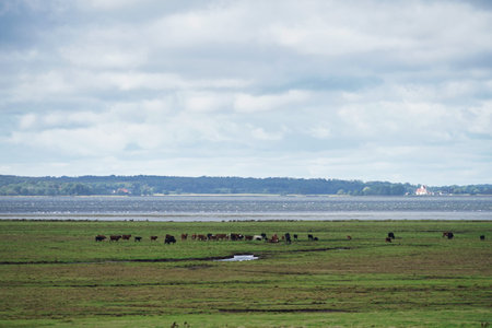 Nyord Enge bird reservation, grassland with cloudy sky, Denmark