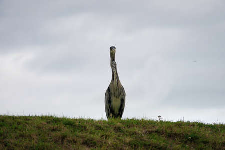heron on grass with gray sky in backgroundの写真素材