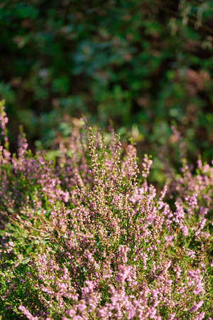 pink heather blossoms - close up, heather and green leaves in backgroundの写真素材