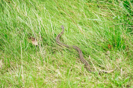 adult crossed viper winding in grassの写真素材