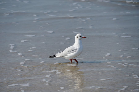 seagull stepping in shallow water on beachの写真素材