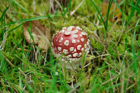 fly agaric mushroom in grassの写真素材