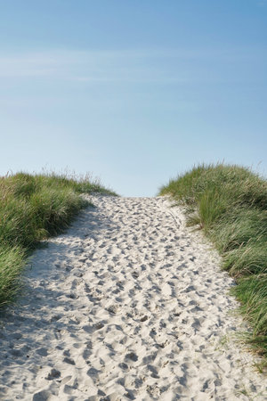 way to beach marram grass on dune with blue sky in backgroundの写真素材