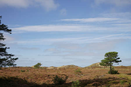 heathland with pine on sunny day with some clouds in Jutland, Denmarkの写真素材