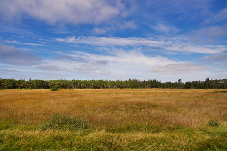Jutland, wilderness landscape on sunny day with forest in farの写真素材