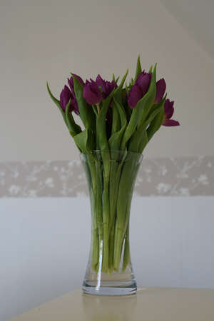 bouquet of purple tulips in vase on table with white and gray wall in backgroundの写真素材