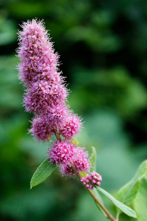 A fluffy pink flower covered in pollen.