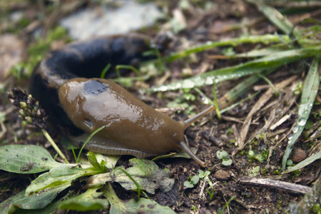 A dramatic macro image of a snail out after a rainy day.