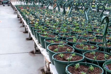 A row of green hanging planters filled with top soil and sprouting plants lined up in a row inside of a sunlit London, Ontario, Canada greenhouseの素材 [FY310165339270]