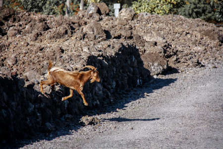 A wild goat leaps across the rocky cliffs of Hawaii's Big Island.の写真素材