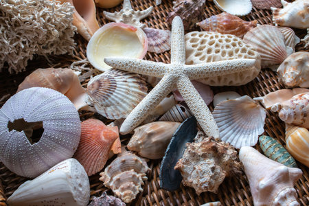 Picturesque flat lay of colorful seashells, including bivalves, scallops and sea stars, on a brown...