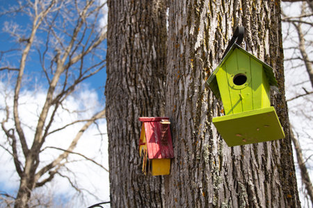 A lime green wooden bird house hanging from an iron frame on a deciduous tree in London, Ontario,...