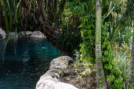 A turquoise blue lagoon-inspired Caribbean boutique hotel pool, cloaked by palm tree leaves and green foliage. Surrounded by white limestone rocks, a mini waterfall, and hanging vines.のeditorial素材