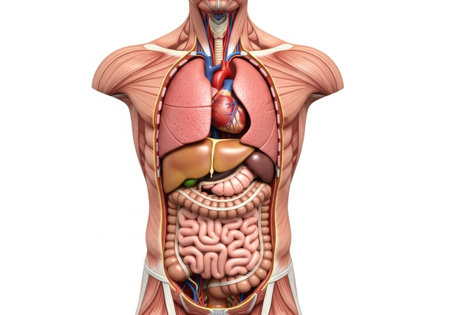 Detailed anatomical illustration showcasing the human torso with internal organs such as the heart, lungs, liver, and intestines clearly visible against a white background.の素材