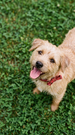 a small terrier dog with a red bow tie standing on a green lawn with its tongue sticking out looking up at the camera on a sunny dayの素材