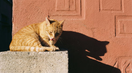 A tabby cat is grooming itself on a concrete ledge. The wall behind it is terracotta, and the sunlight is bright, casting a shadow of the cat.の素材