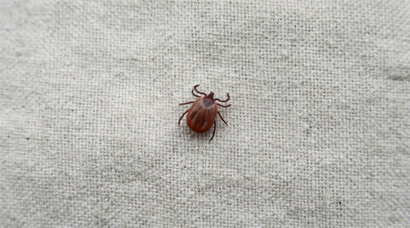 a close up shot of a tick on a gray fabric surface, showcasing its features and the texture of the material. it is a detailed macro imageの素材